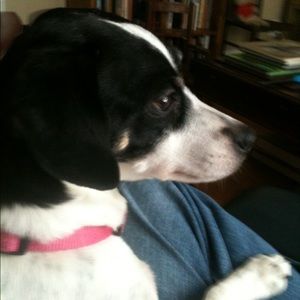 Meet your Posher, James